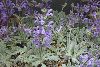 <em>Salvia cyanescens</em>